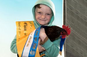 Sashes and ribbons for poultry shows. Republished with permission.