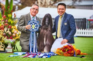 Rosettes for canine shows. Republished with permission.