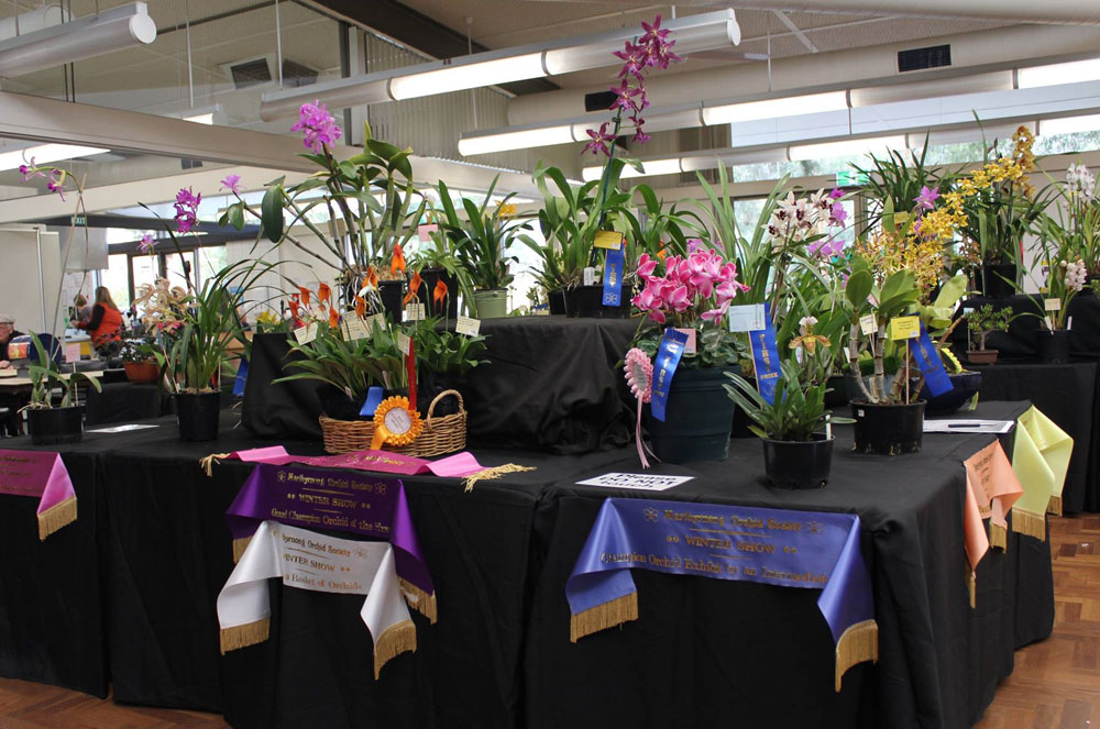 Orchid show ribbons - Republished with permission.