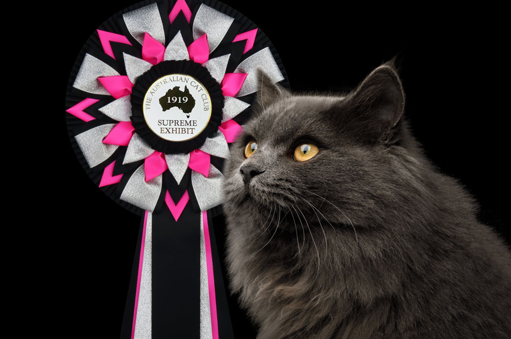 Rosettes, sashes and ribbons for feline events.