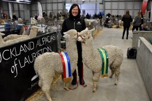 Tricolour alpaca sashes.