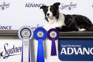 Sashes and rosettes for canine events.