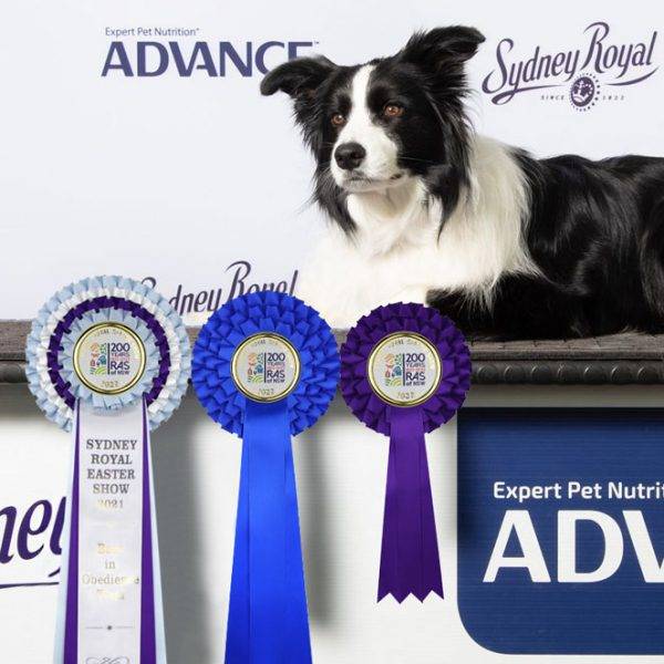 Sashes and rosettes for canine events.