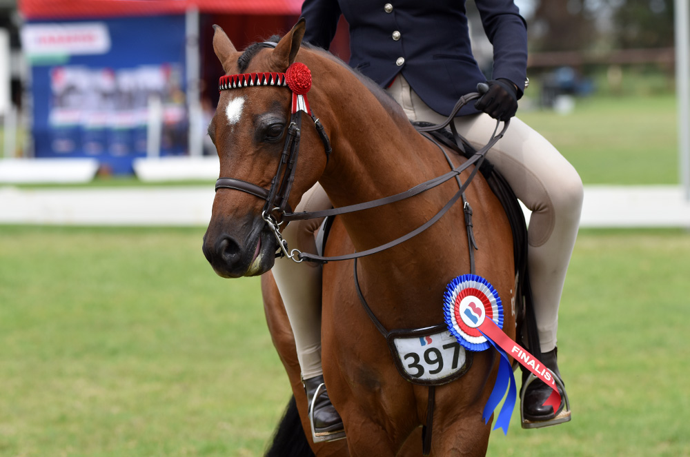 Knife pleated equestrian rosette.