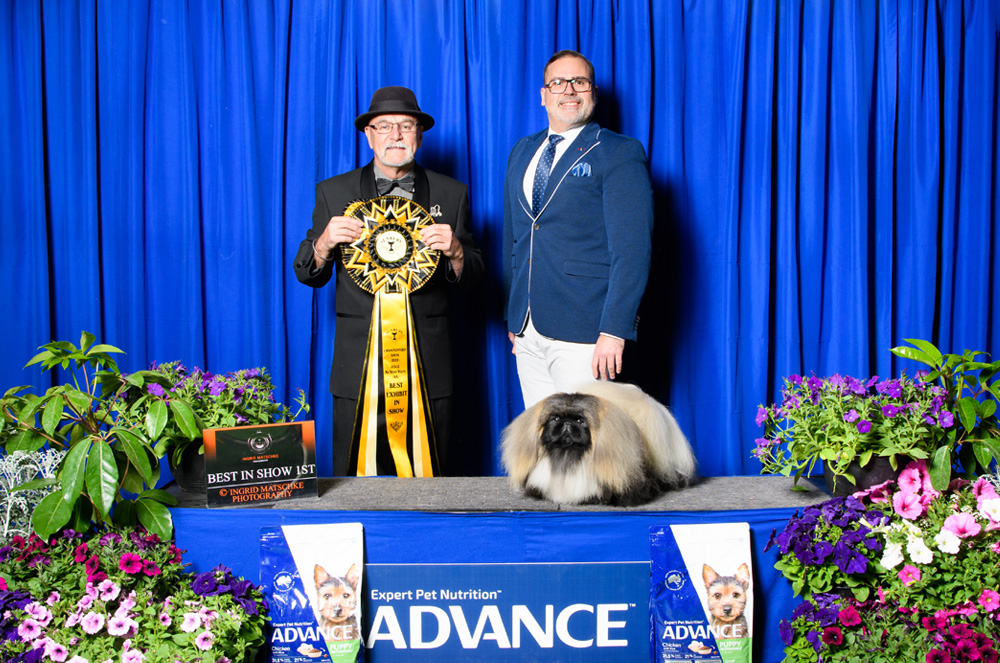 Bespoke rosette at a canine show. Photo by Ingrid Matschke.