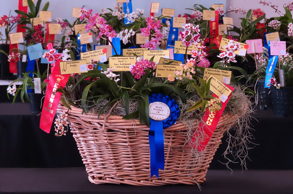 Rosettes and ribbons at an orchid show.