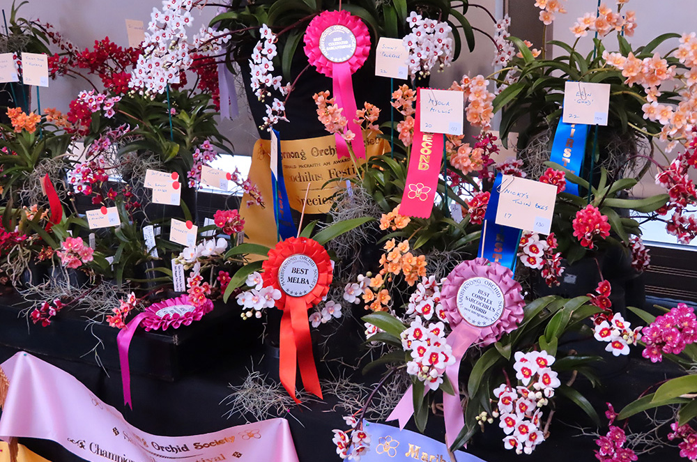 Economy rosettes at an orchid show.