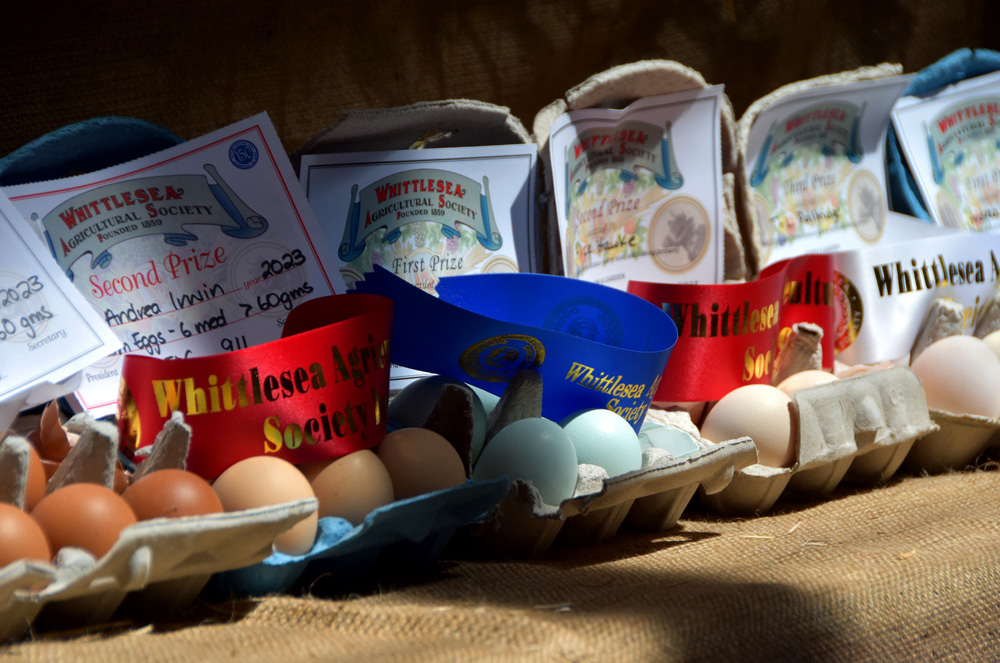 Poultry show ribbons.