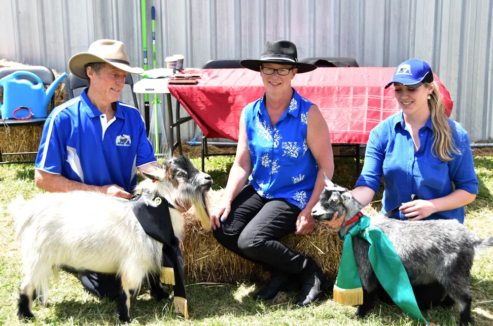 Sashes on goats at the Whittlesea Agricultural Show.