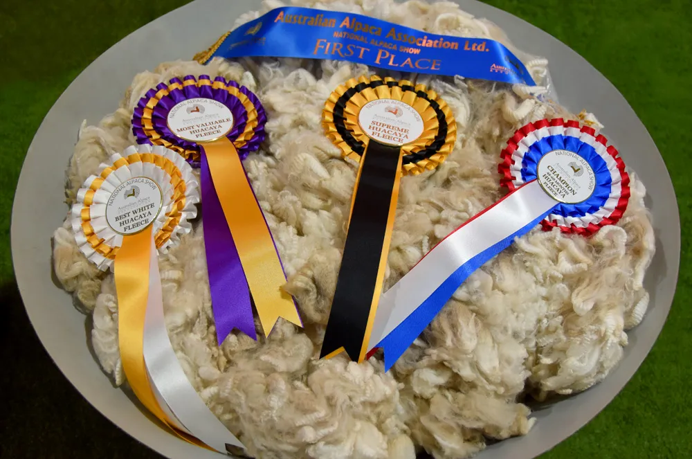 Box pleated three tier alpaca show rosettes - premium.