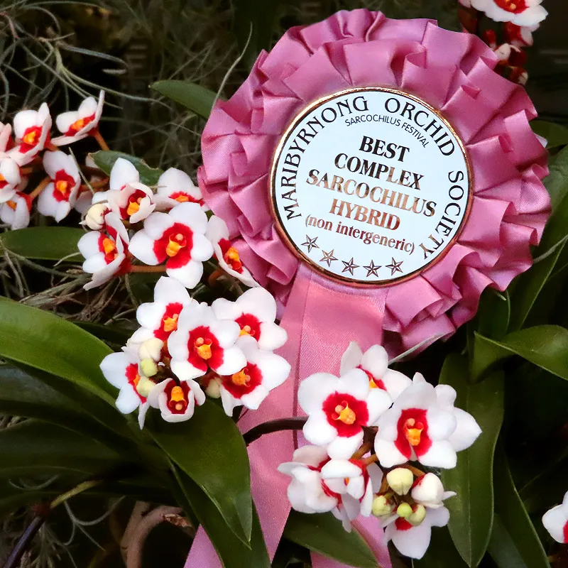 Rosettes for plant shows.