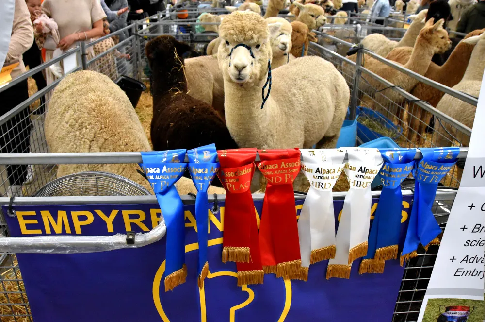 Single colour sashes at the Royal Adelaide Show.