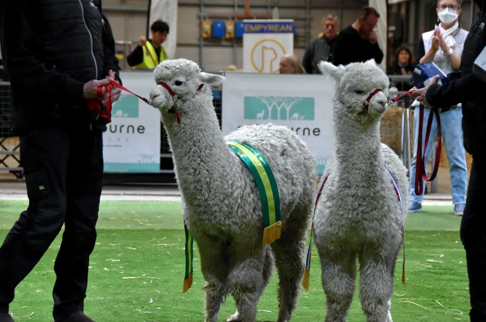 Tri-colour alpaca sashes.