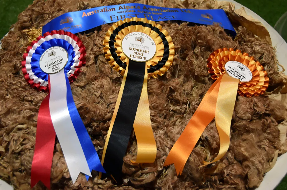 Box pleated three tier alpaca show rosettes - premium.