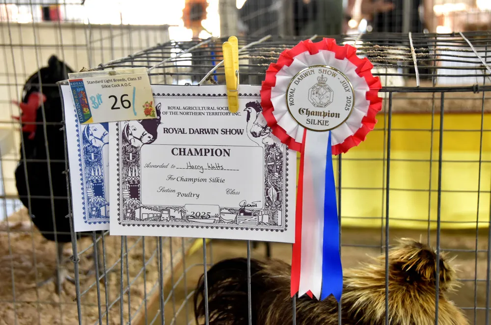 Champion rosette for poultry at the Royal Darwin Show.