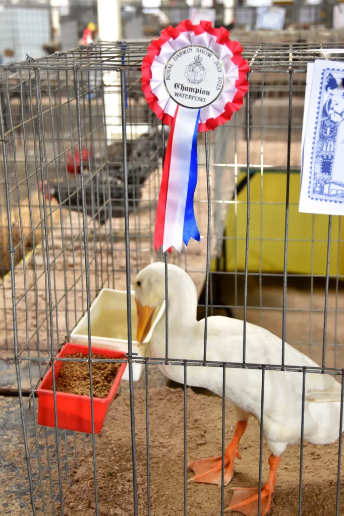Champion rosette awarded at the Royal Darwin Show.